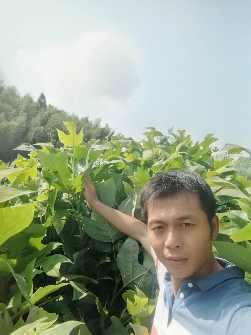 鹅掌楸，也叫马褂木，地苗，袋苗都有，基地直供！诚信可靠！