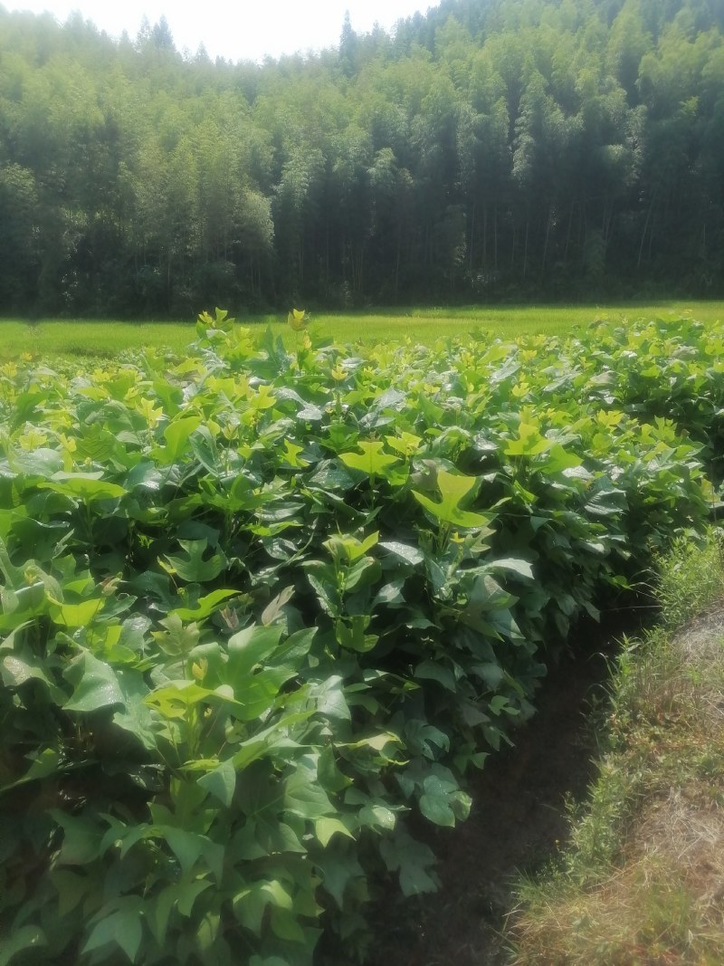 鹅掌楸，也叫马褂木，地苗，袋苗都有，基地直供！诚信可靠！