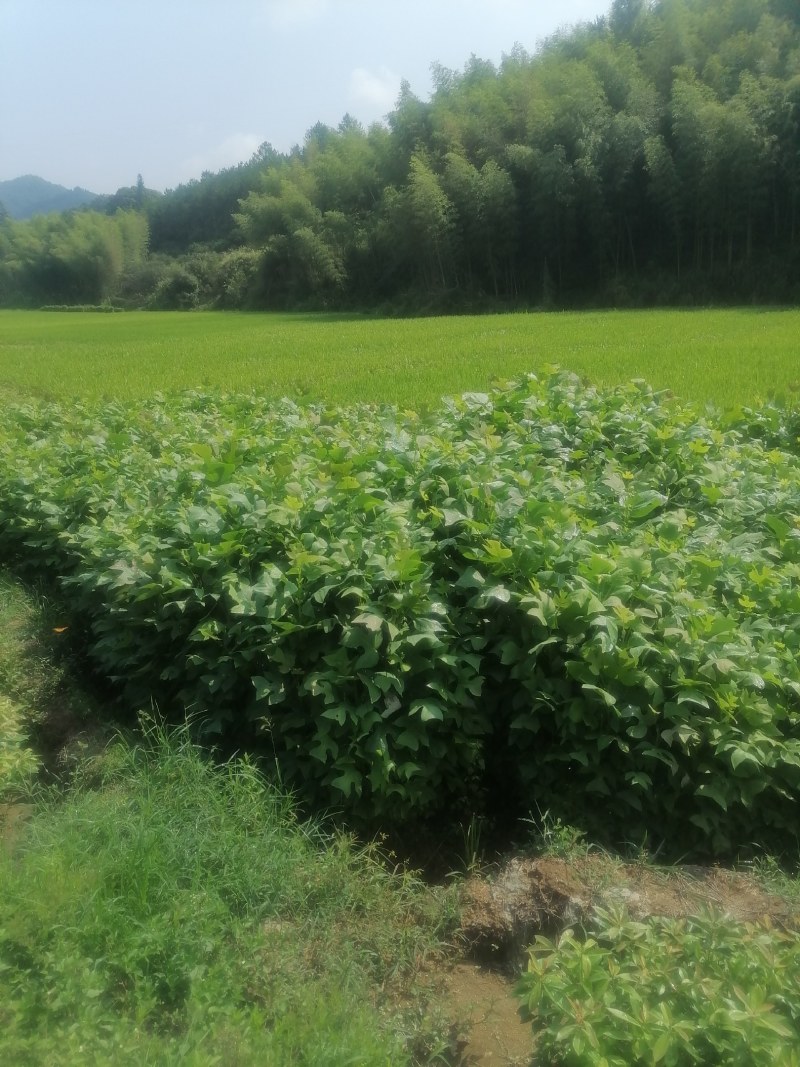 鹅掌楸，也叫马褂木，地苗，袋苗都有，基地直供！诚信可靠！