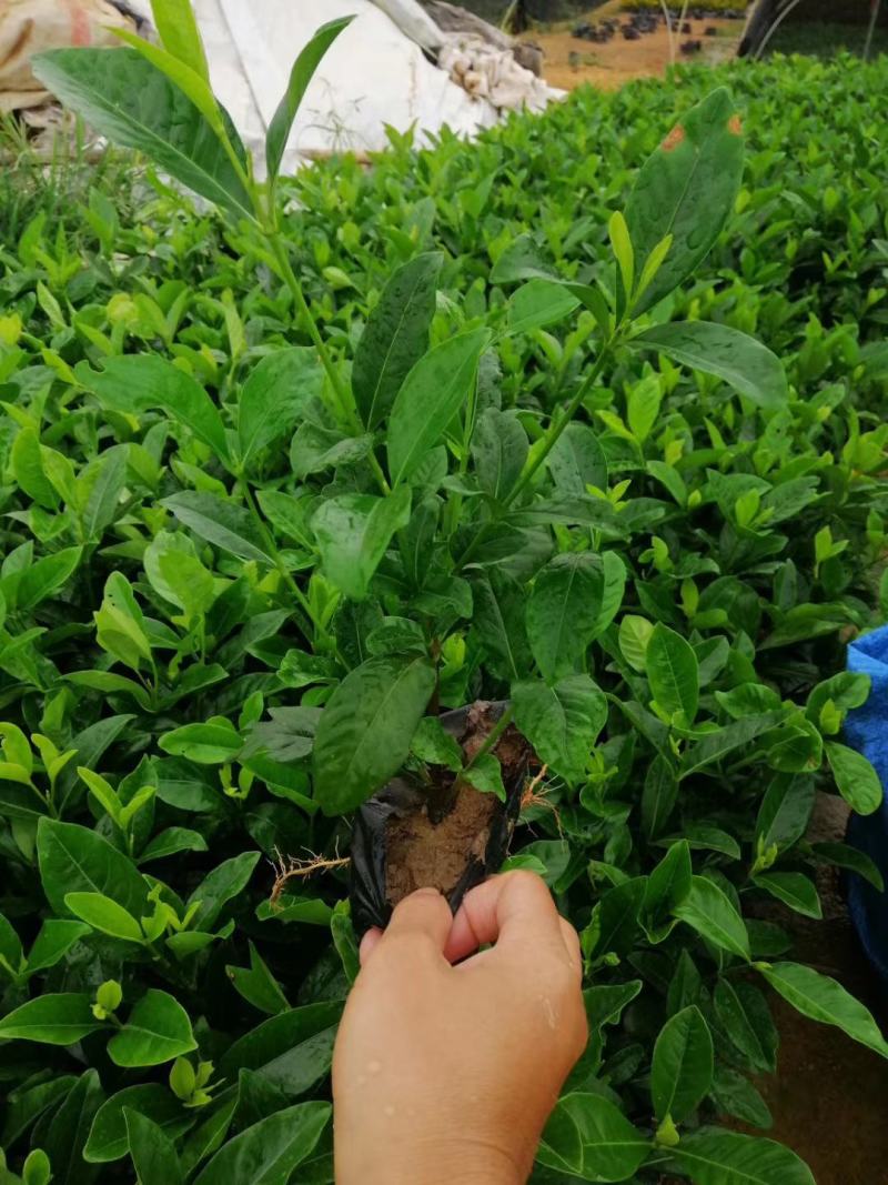福建省漳州市供应绿庭院设计，桅子花，家里公司栽种必备