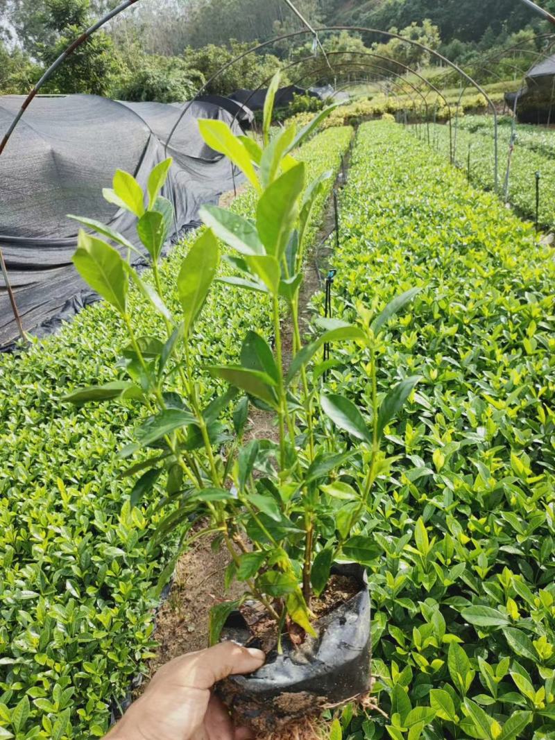 福建省漳州市供应绿庭院设计，桅子花，家里公司栽种必备