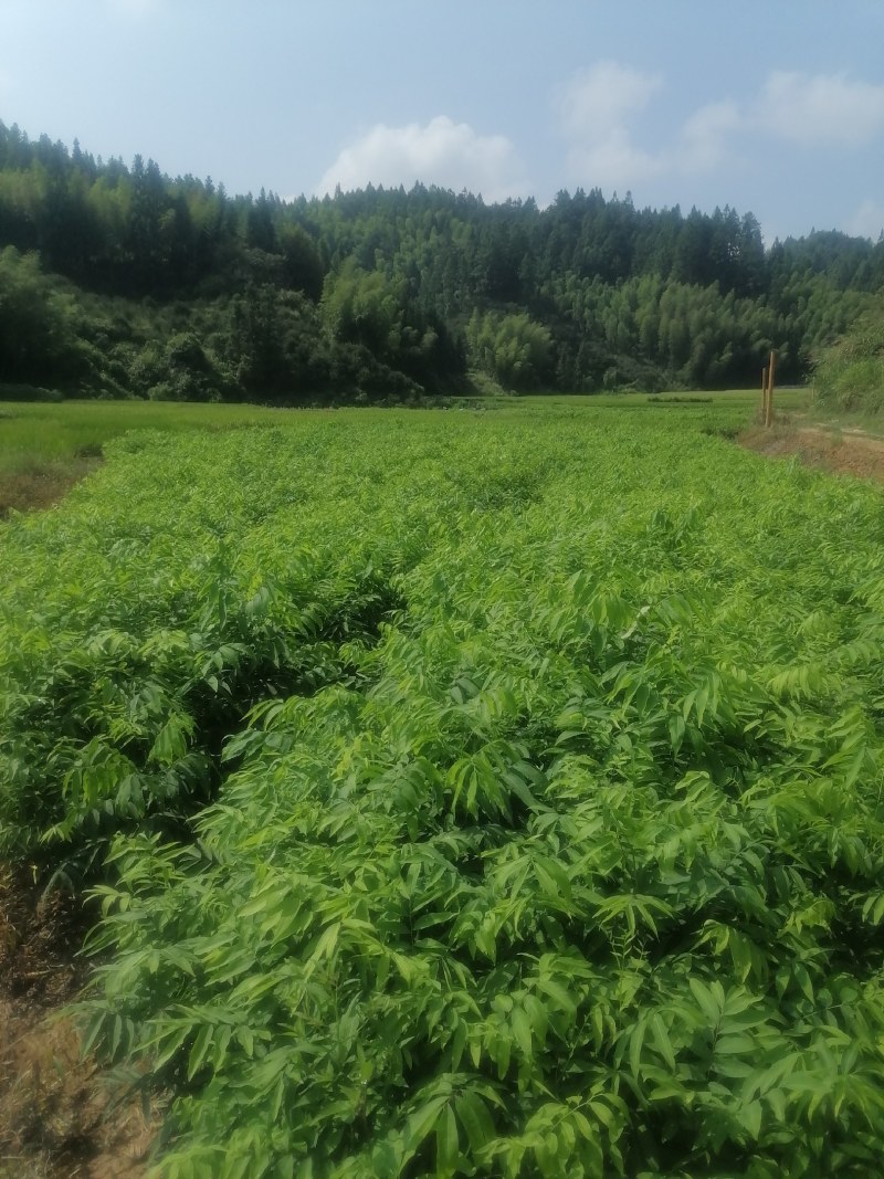 无患子靓苗，质优价廉，诚信可靠！欢迎来电！