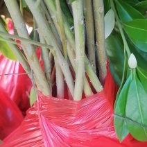 木荷袋苗，质优价廉！诚信可靠！无纺布袋！