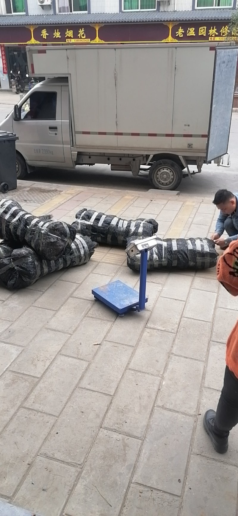 木荷袋苗，质优价廉！诚信可靠！无纺布袋！