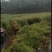 枫香袋苗，诚信可靠！各种规格，无纺布袋！黑袋都