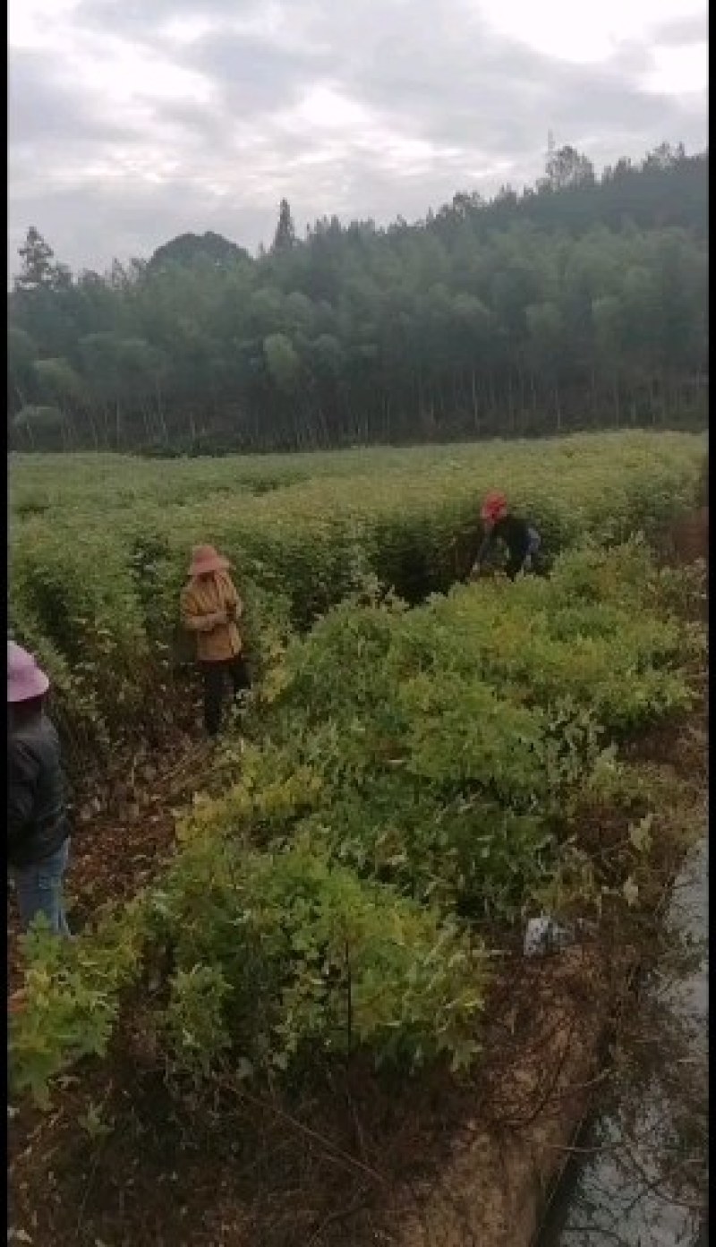 枫香袋苗，诚信可靠！各种规格，无纺布袋！黑袋都
