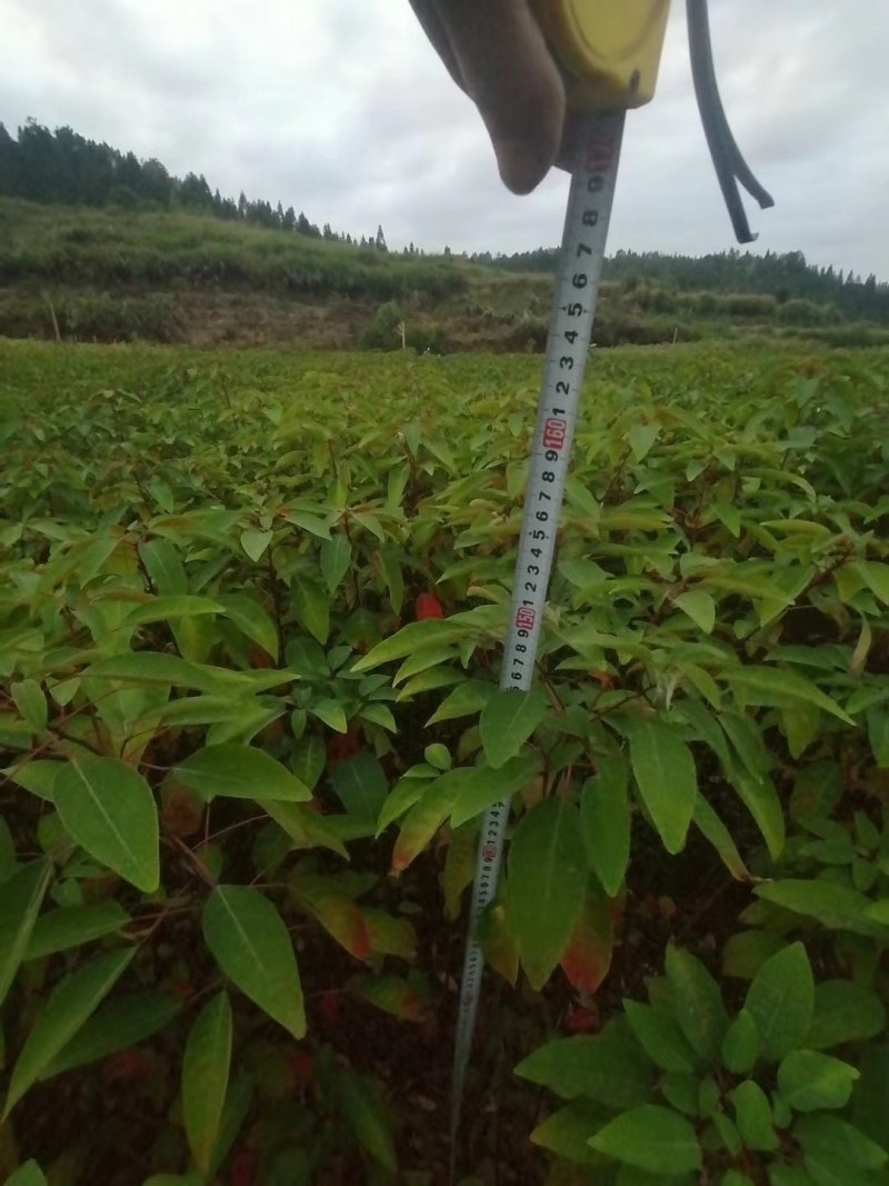 山乌桕地苗，袋苗！都有！质优价廉！诚信可靠