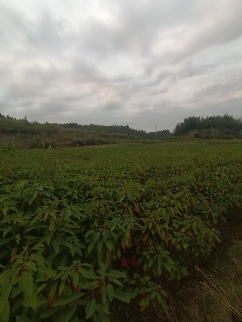山乌桕袋苗，地苗，无纺布袋！质优价廉！保质保量
