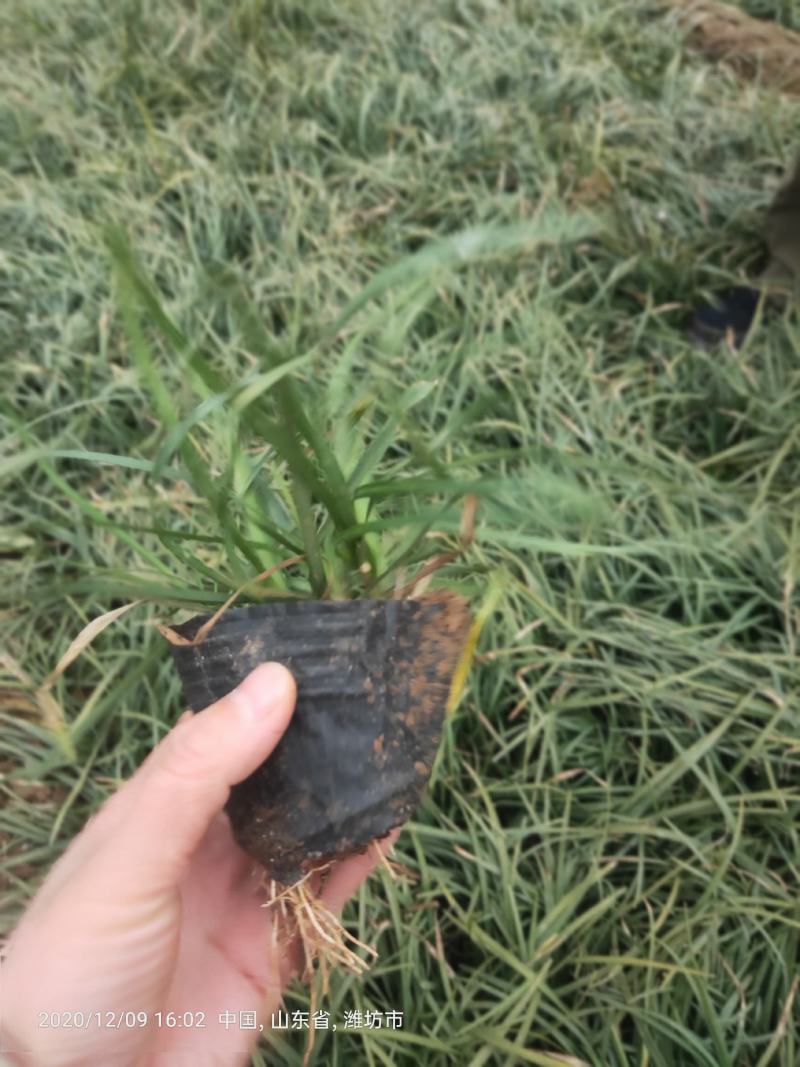 多芽麦冬麦冬大量出售营养杯多芽麦冬
