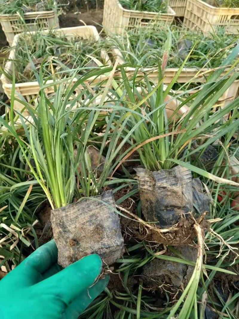 多芽麦冬麦冬大量出售营养杯多芽麦冬