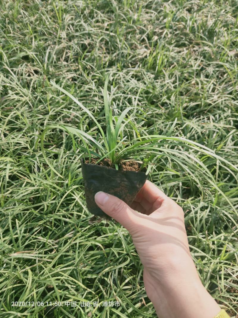 多芽麦冬麦冬大量出售营养杯多芽麦冬