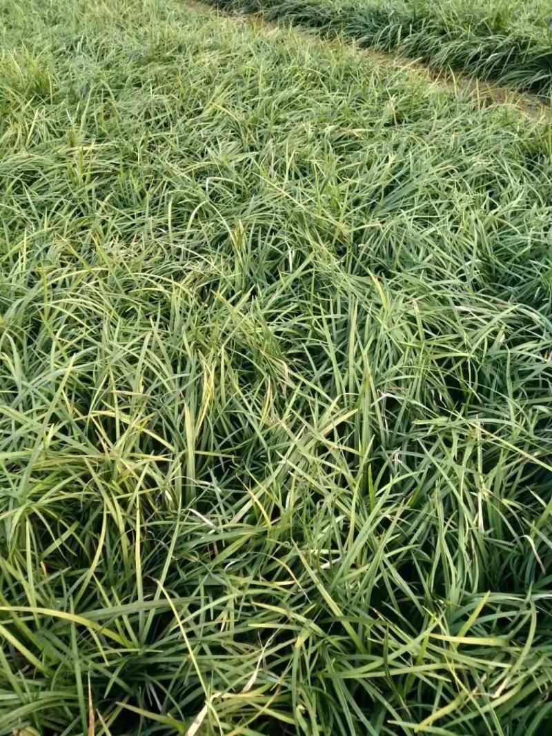 多芽麦冬麦冬大量出售营养杯多芽麦冬