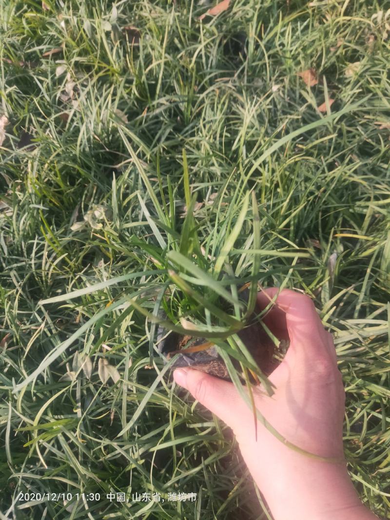 多芽麦冬麦冬大量出售营养杯多芽麦冬