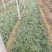 多芽麦冬麦冬大量出售营养杯多芽麦冬