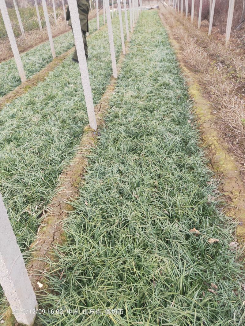 多芽麦冬麦冬大量出售营养杯多芽麦冬
