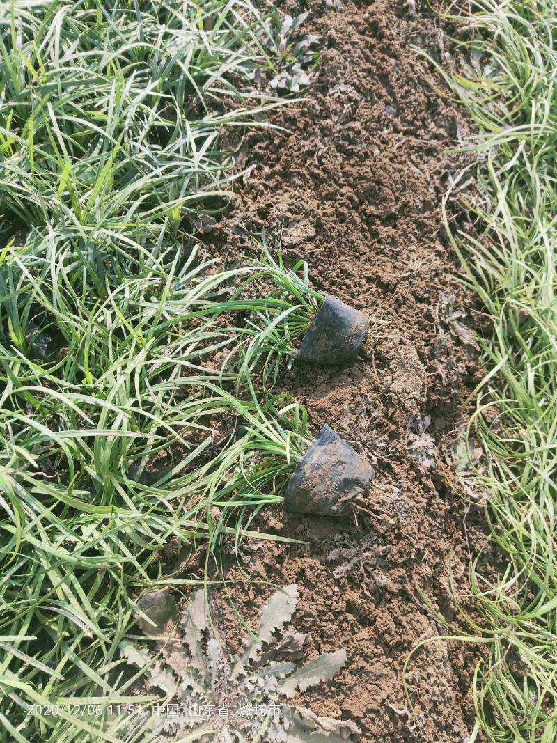 多芽麦冬麦冬大量出售营养杯多芽麦冬