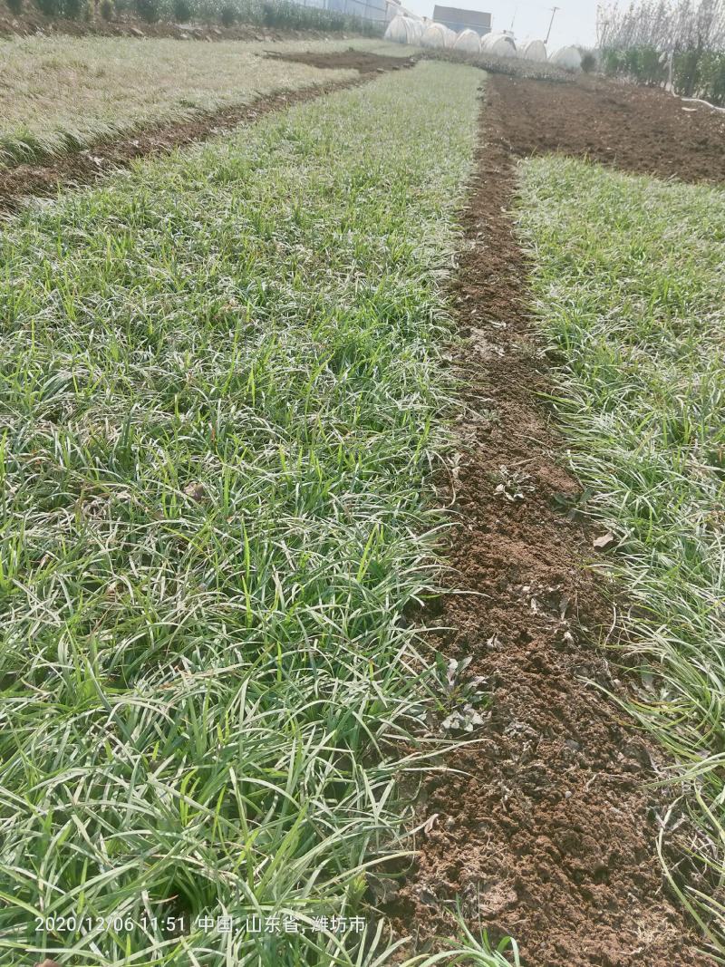 多芽麦冬麦冬大量出售营养杯多芽麦冬