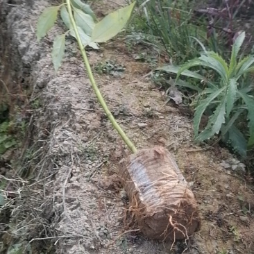 香樟袋苗，地苗都有！质优价廉！诚信可靠！