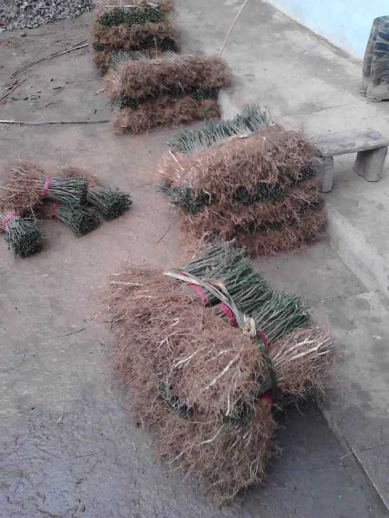 积壳小苗，几壳大苗，A级货源