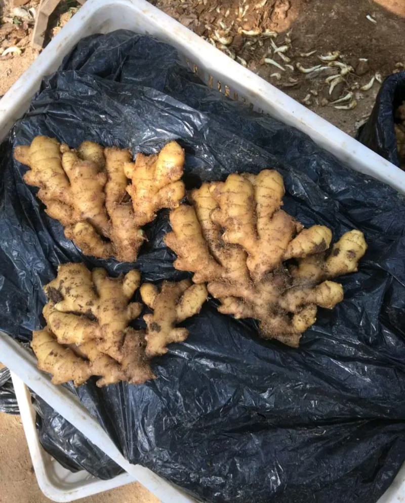 精品生姜产地批发一手货源价格便宜坏烂包陪