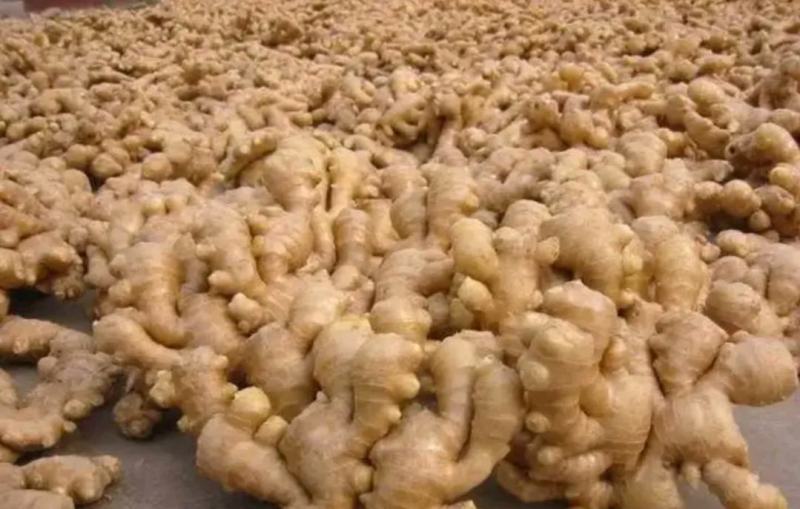 精品生姜产地批发一手货源价格便宜坏烂包陪