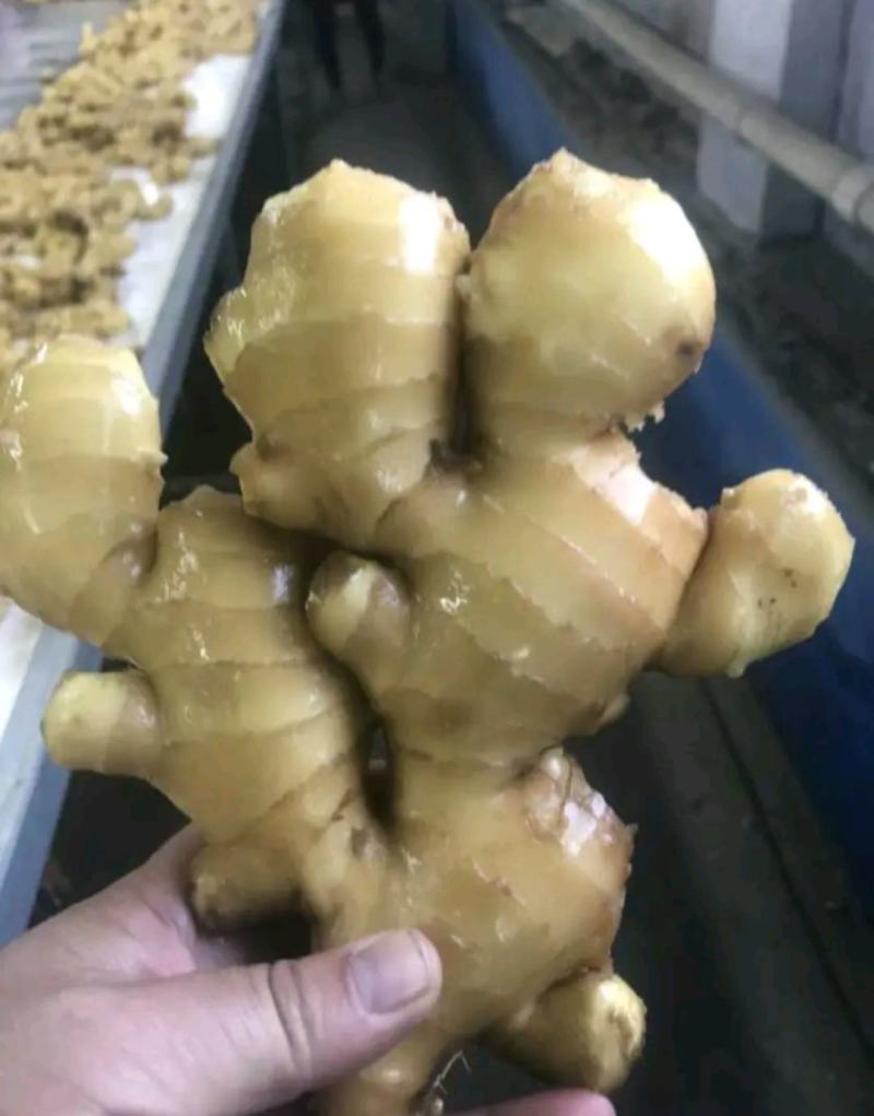 精品生姜产地批发一手货源价格便宜坏烂包陪