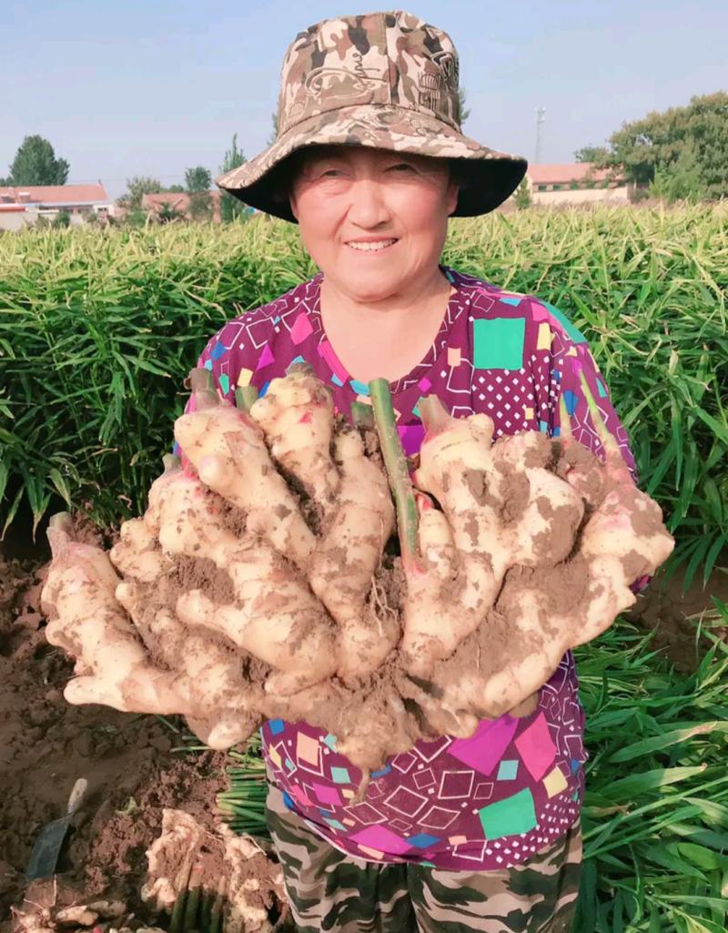 精品生姜产地批发一手货源价格便宜坏烂包陪