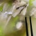 东山岛本港扒皮鱼马面鱼