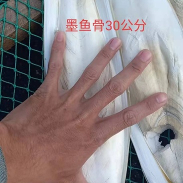 墨鱼骨，靓货，北海特产，药用价值高