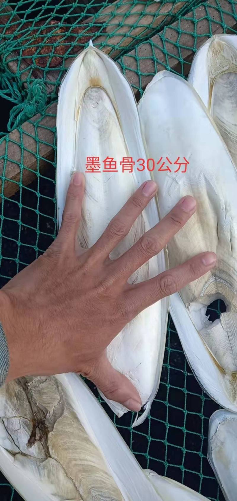 墨鱼骨，靓货，北海特产，药用价值高