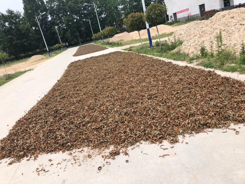 陕南城固县，厚朴丝，宽度1.0