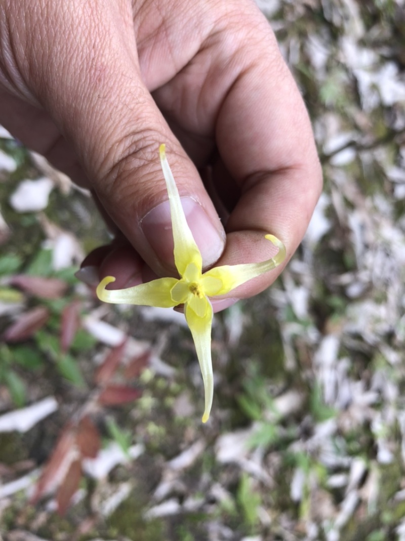 陕西汉中城固县，巫山淫羊藿，微根百分之五以内，杂草少