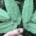 陕西汉中城固县，巫山淫羊藿，微根百分之五以内，杂草少