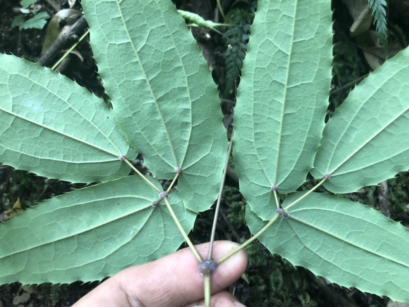 陕西汉中城固县，巫山淫羊藿，微根百分之五以内，杂草少