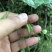 陕西汉中城固县，巫山淫羊藿，微根百分之五以内，杂草少
