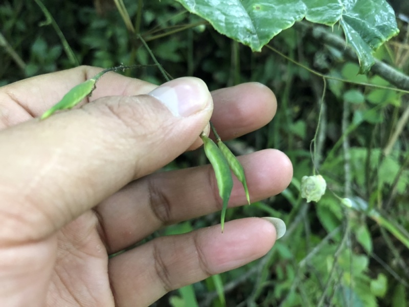 陕西汉中城固县，巫山淫羊藿，微根百分之五以内，杂草少