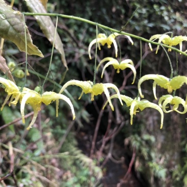 陕西汉中城固县，巫山淫羊藿，微根百分之五以内，杂草少