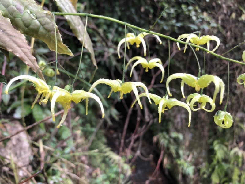 陕西汉中城固县，巫山淫羊藿，微根百分之五以内，杂草少