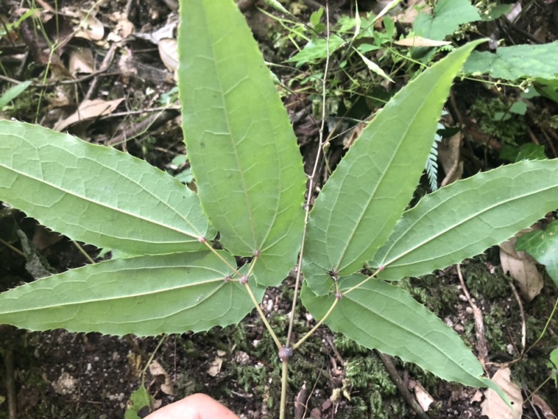 陕西汉中城固县，巫山淫羊藿，微根百分之五以内，杂草少