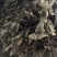 陕西汉中城固县，巫山淫羊藿，微根百分之五以内，杂草少