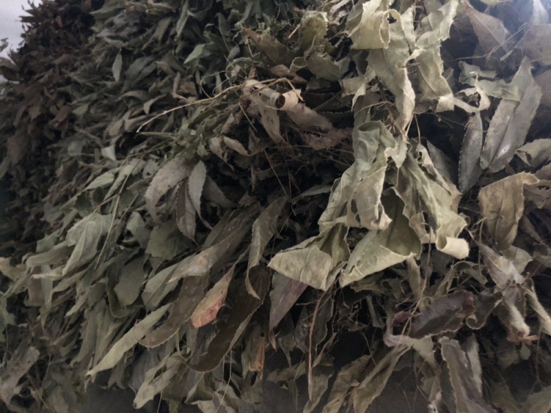 陕西汉中城固县，巫山淫羊藿，微根百分之五以内，杂草少