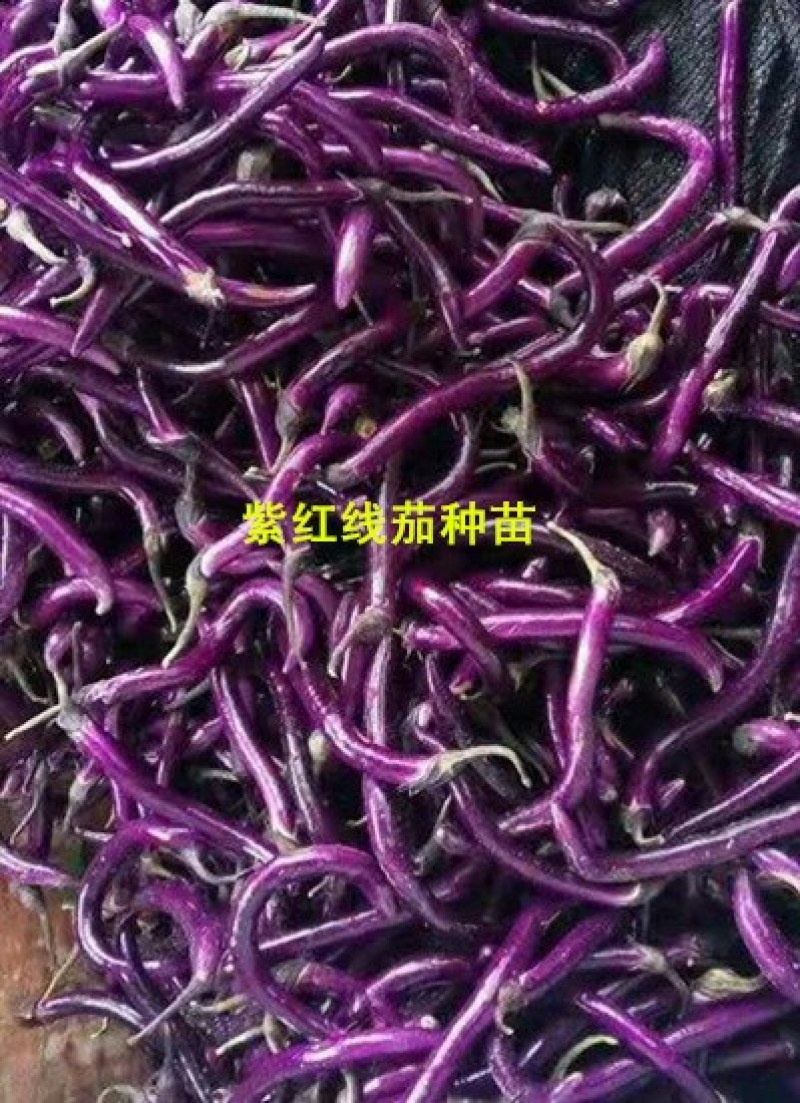 线茄苗杭茄2010嫁接苗杭茄种苗紫红长茄子苗