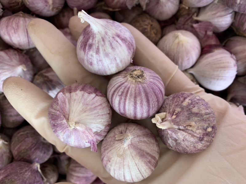 云南独蒜独头蒜产地直发级别不同价位量大价优