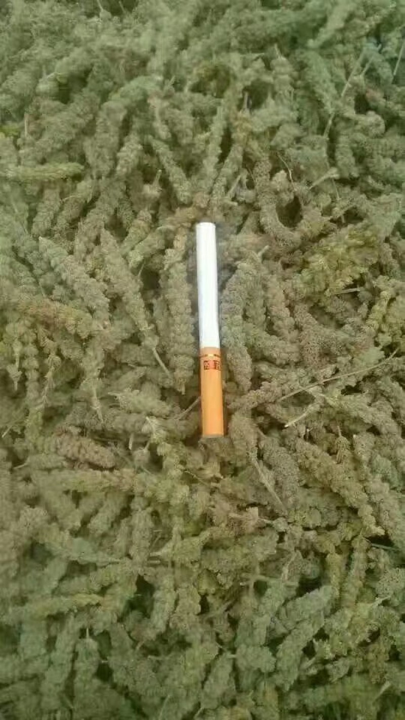 荆芥片，荆芥穗，荆芥全棵