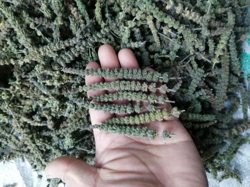荆芥片，荆芥穗，荆芥全棵