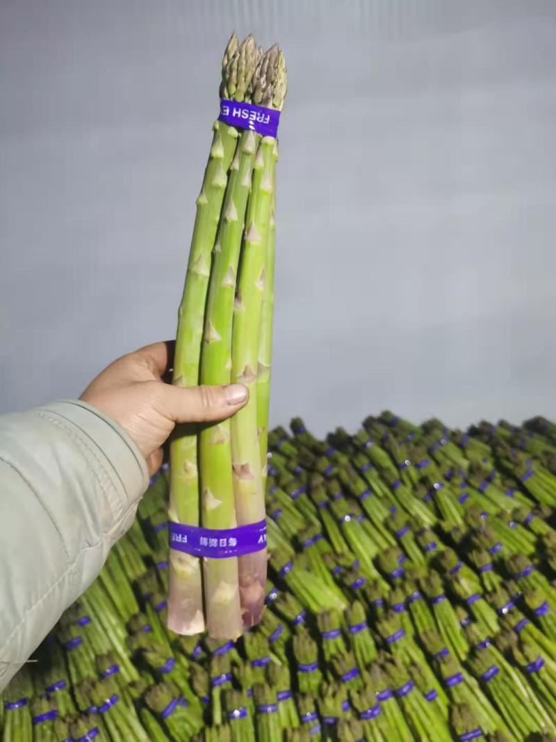 芦笋苗“航育958”抗病好丰产性强品质优