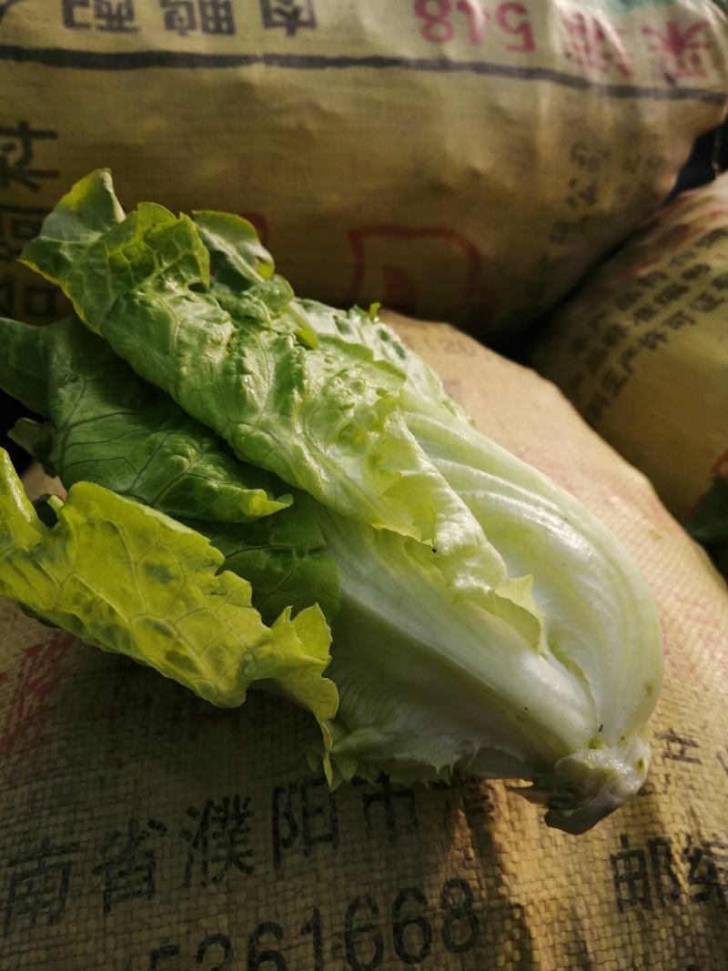 安阳市内黄县王保昌商行看量生菜供应