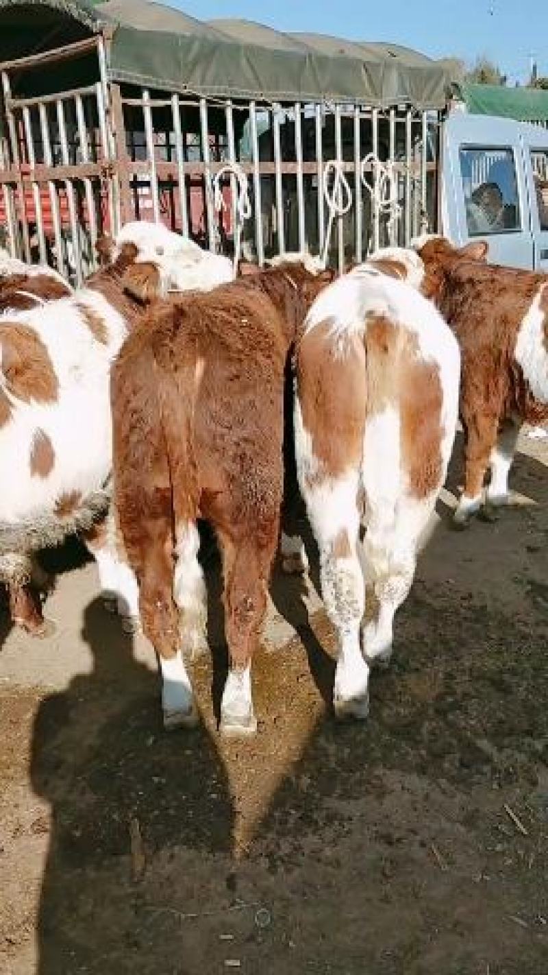 贵州威宁西门达尔架子公牛全是四到八白斤价格美丽