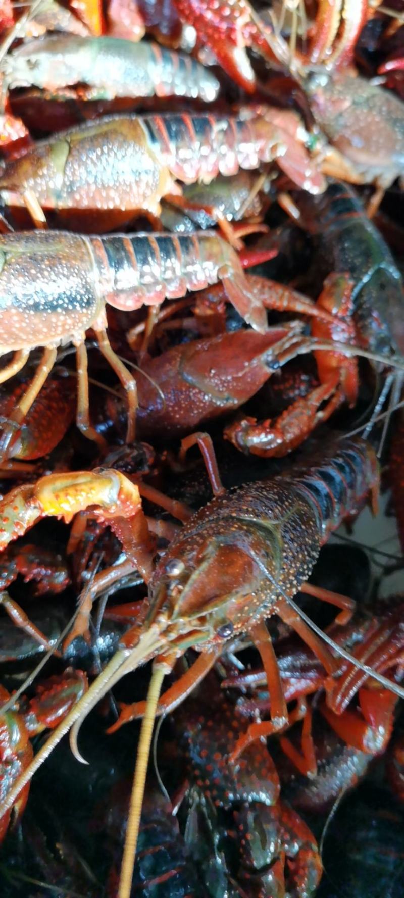 小龙虾藕塘套养食用活虾青红虾6~8钱硬规格