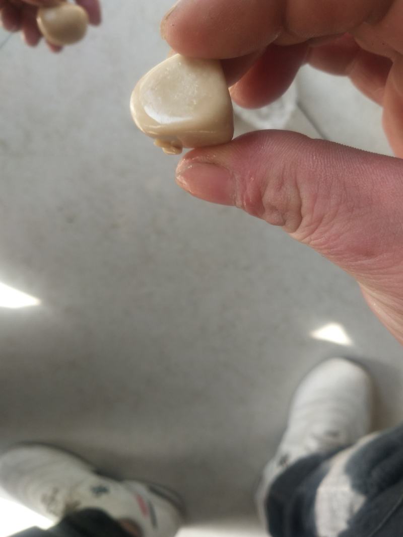 药材狗宝出售，价格详谈